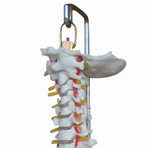 Anatomische ruggenwervel met bekken, wervelkolom wit     1st