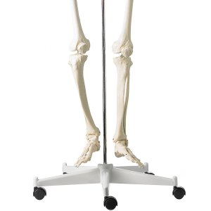 anatomisch skelet mens 180cm met staander op wielen