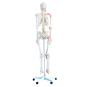 anatomisch skelet mens 180cm met ligamenten op staander