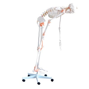 anatomisch skelet mens 180cm met ligamenten op staander