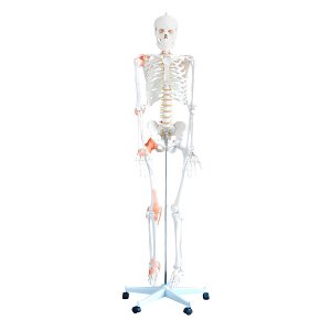 anatomisch skelet mens 180cm met ligamenten op staander