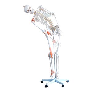 anatomisch skelet mens 180cm met ligamenten op staander