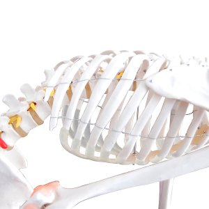 anatomisch skelet mens 180cm met ligamenten op staander