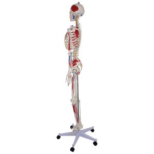 anatomisch skelet mens 180cm met spieraanhechting op statief