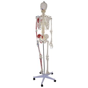 anatomisch skelet mens 180cm met spieraanhechting op statief