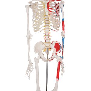 anatomisch skelet mens 180cm met spieraanhechting op statief