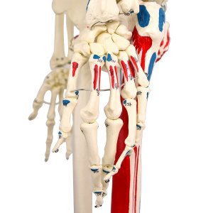 anatomisch skelet mens 180cm met spieraanhechting op statief