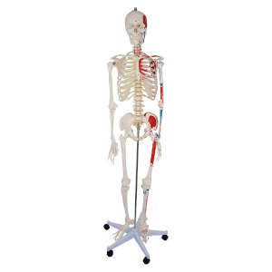 anatomisch skelet mens 180cm met spieraanhechting op statief