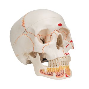 Schedel 3-delig 3B scientific model A22/1