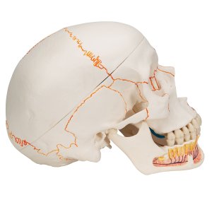 Schedel 3-delig 3B scientific model A22/1