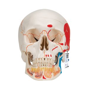 Schedel 3-delig 3B scientific model A22/1